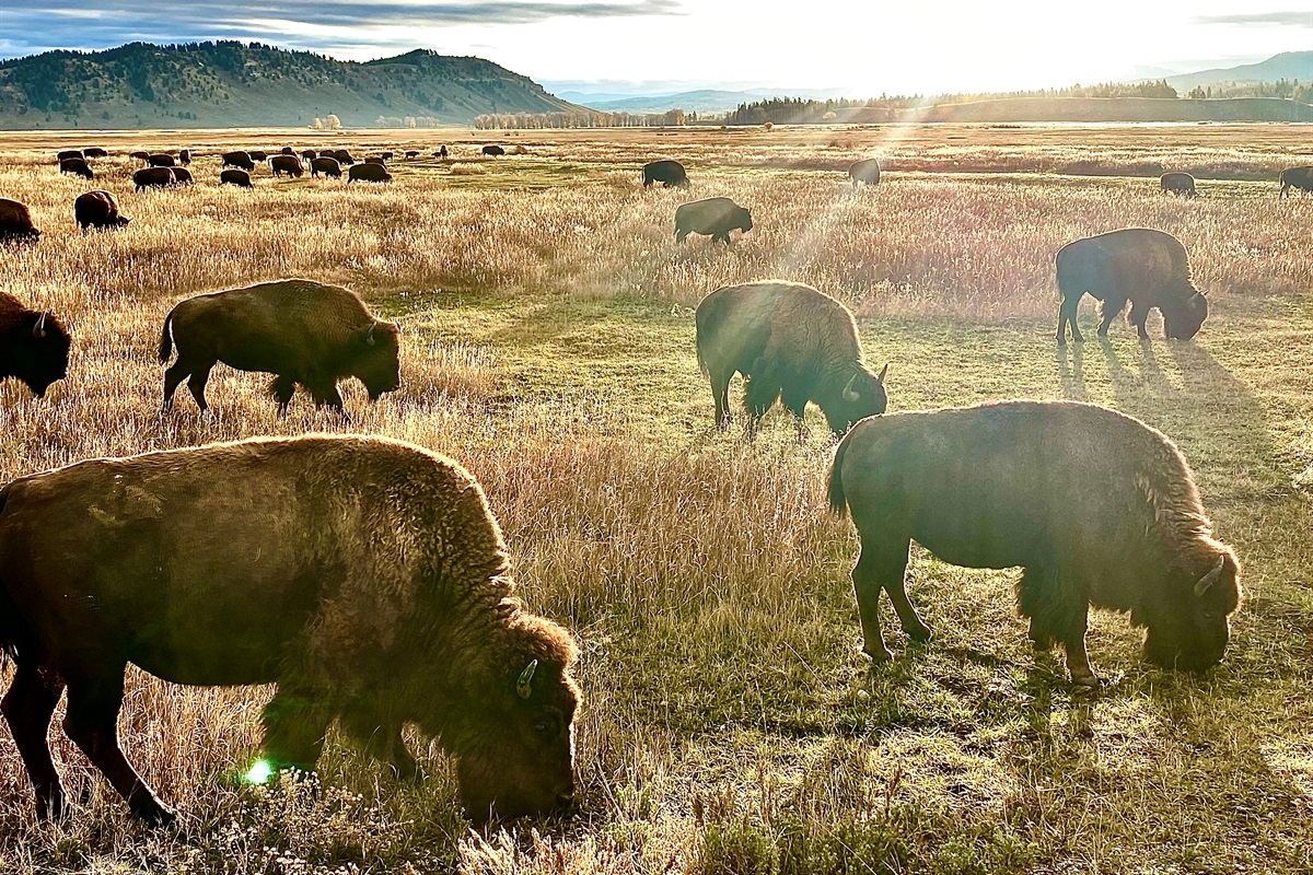 Grand Teton and Yellowstone are both within easy driving distance - get ready to have your breath taken away.  Arguably some of the most stunning locations in our beautiful country.