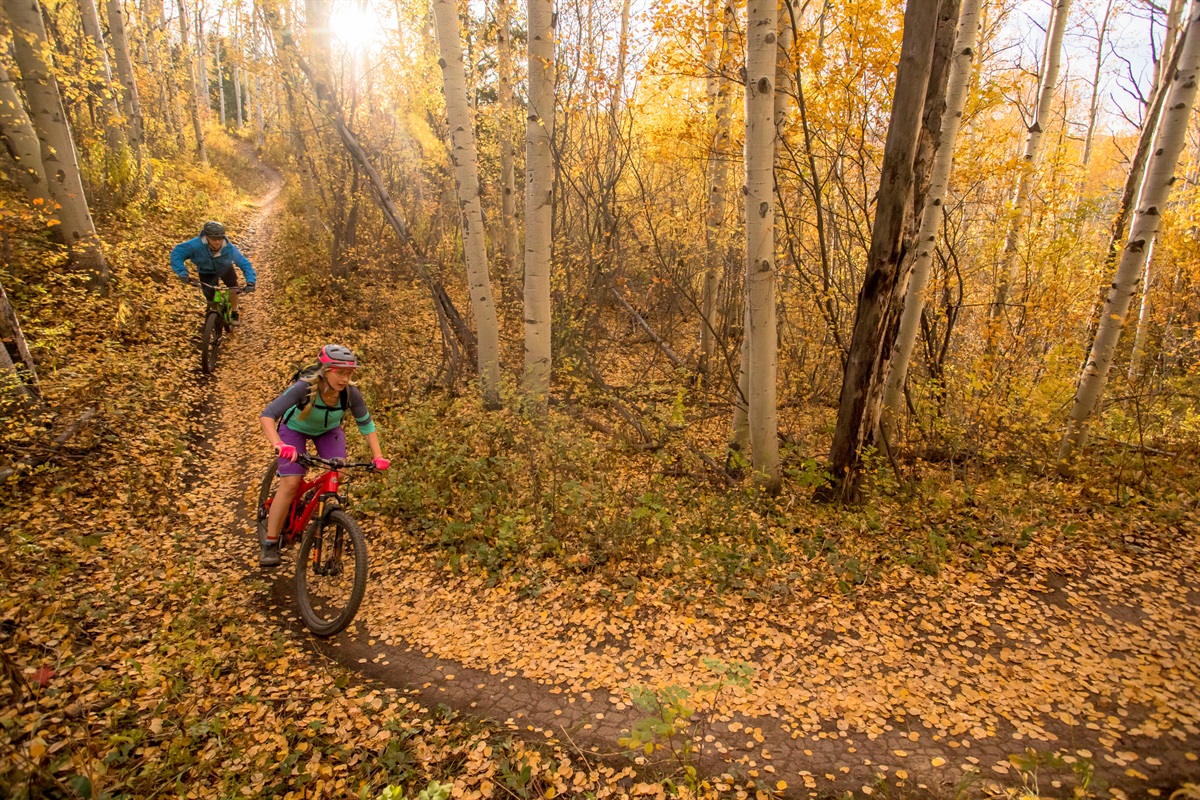 In the fall, the Aspen Trees simply glow...come play among them.