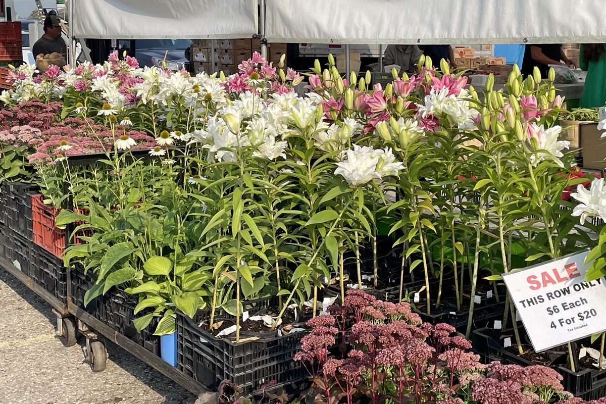 Lillies at the Market