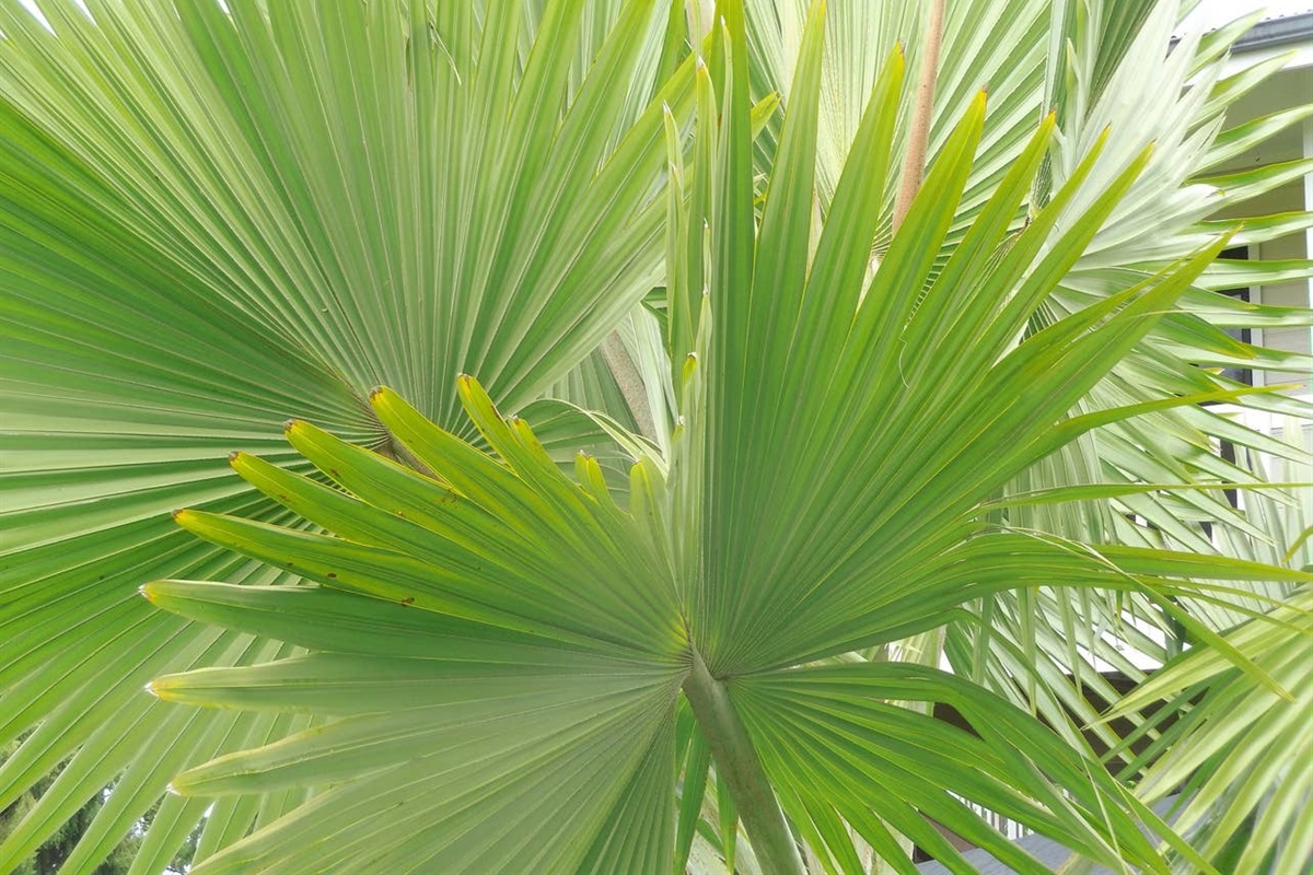 Our garden features beautiful rare tropical palms