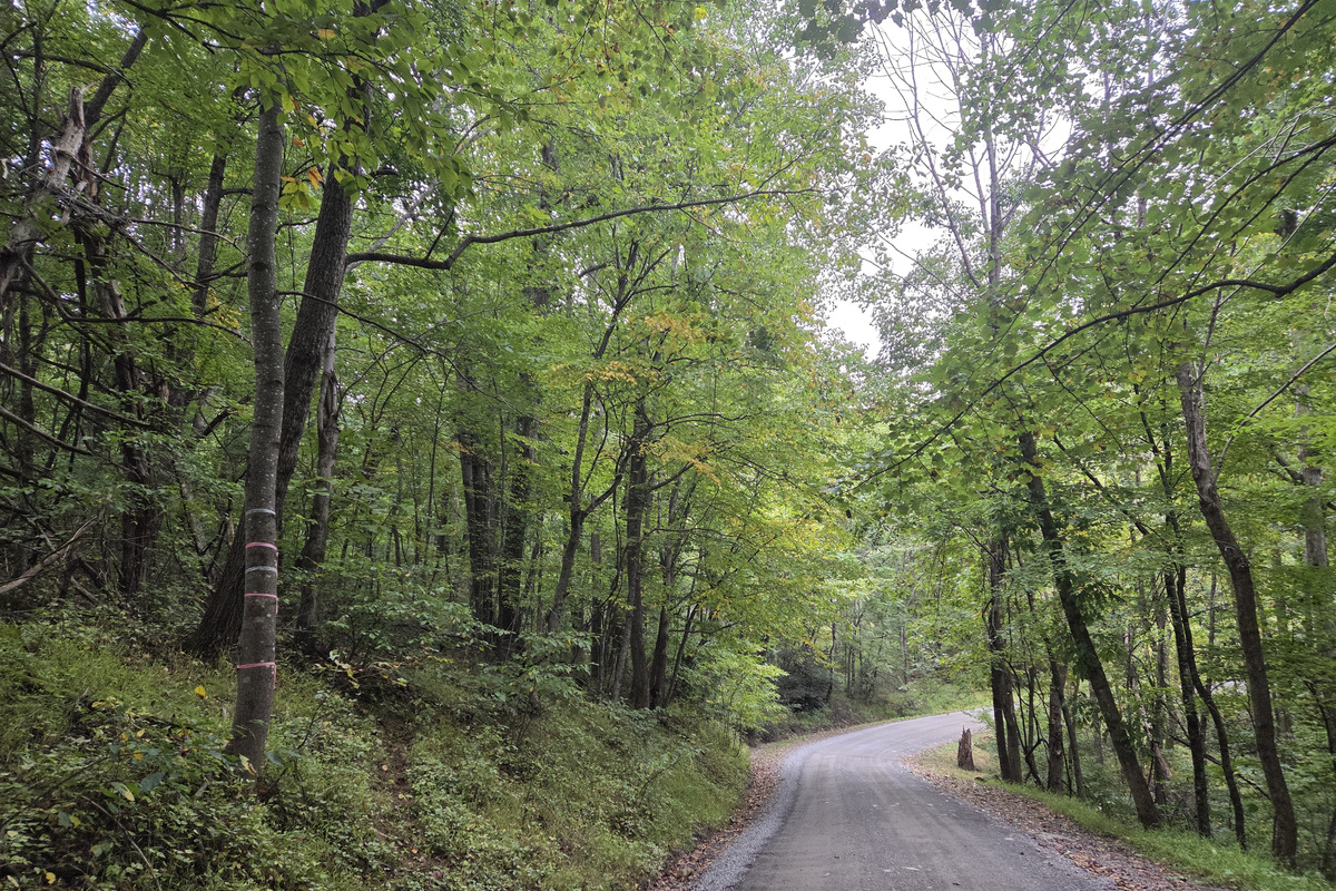 Mountain gravel road leading to the cabin