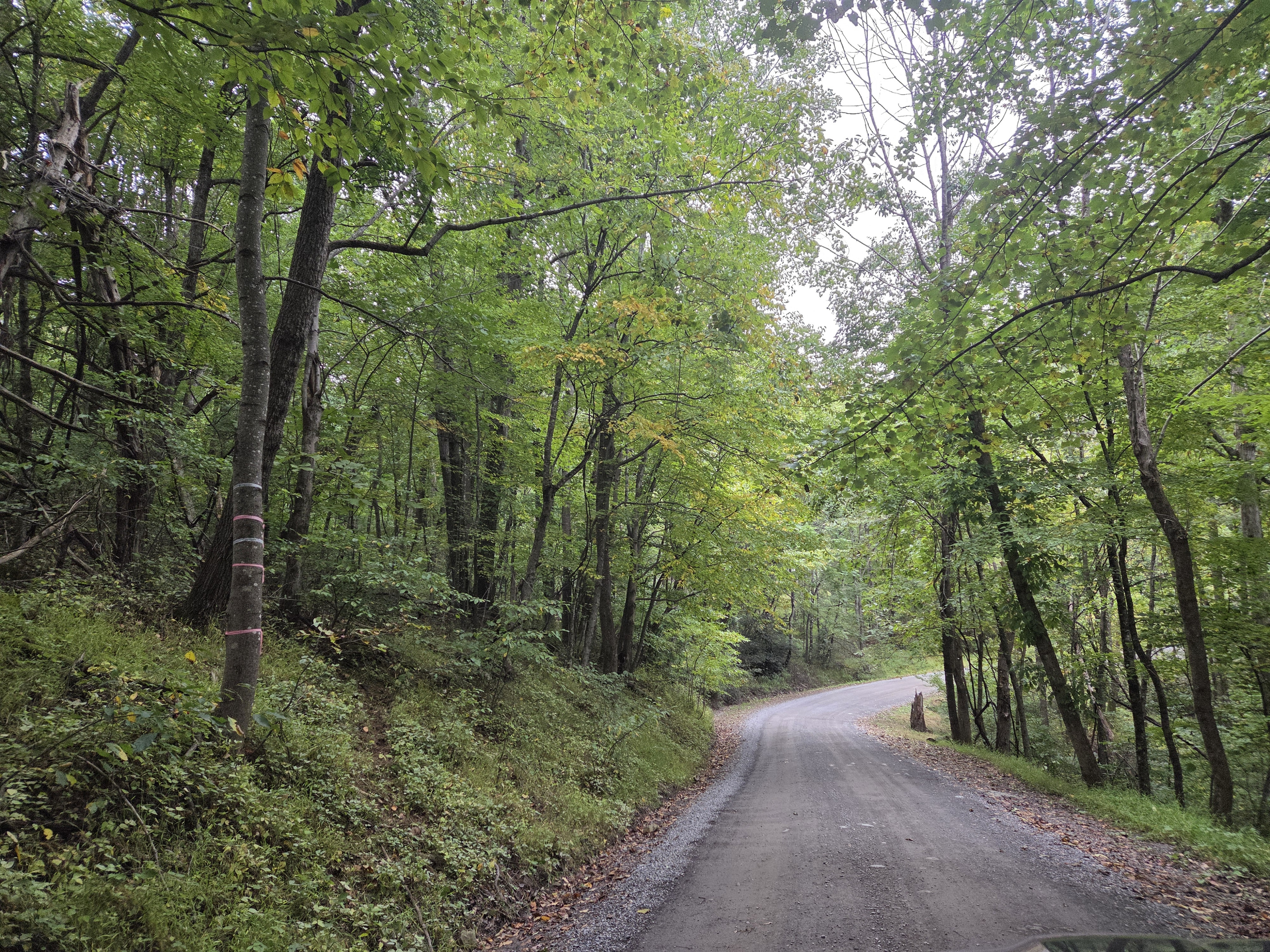 Mountain gravel road leading to the cabin