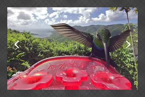 We have several hummingbird neighbors.