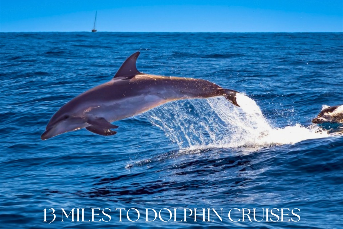 Head 13 miles for unforgettable dolphin cruises—watch these amazing creatures leap alongside the boat.