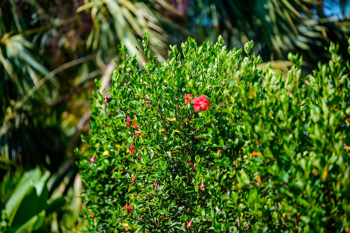 Tropical landscaping