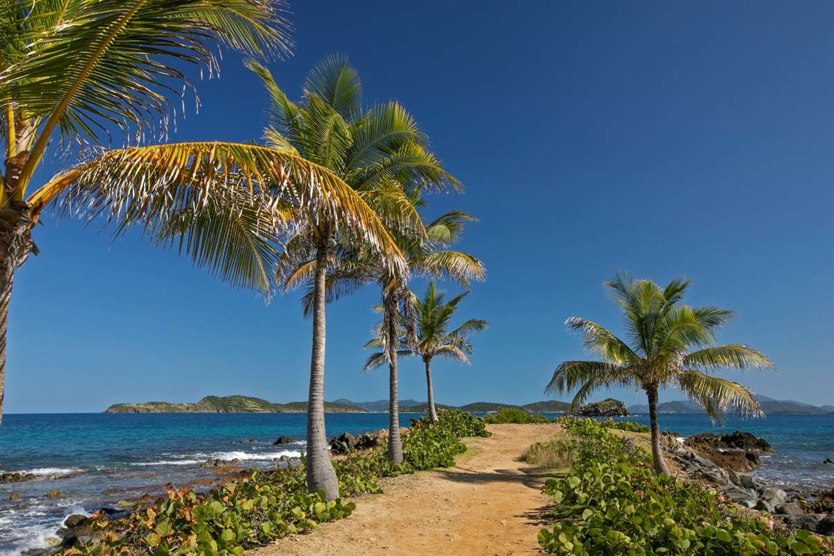 Palm-lined walkway leads straight to the sand.