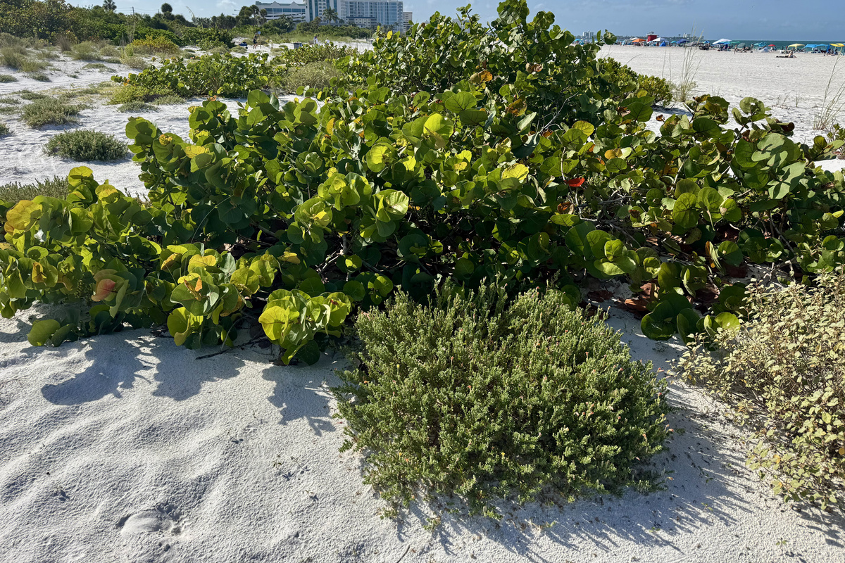 Lido beach - Sarasota 