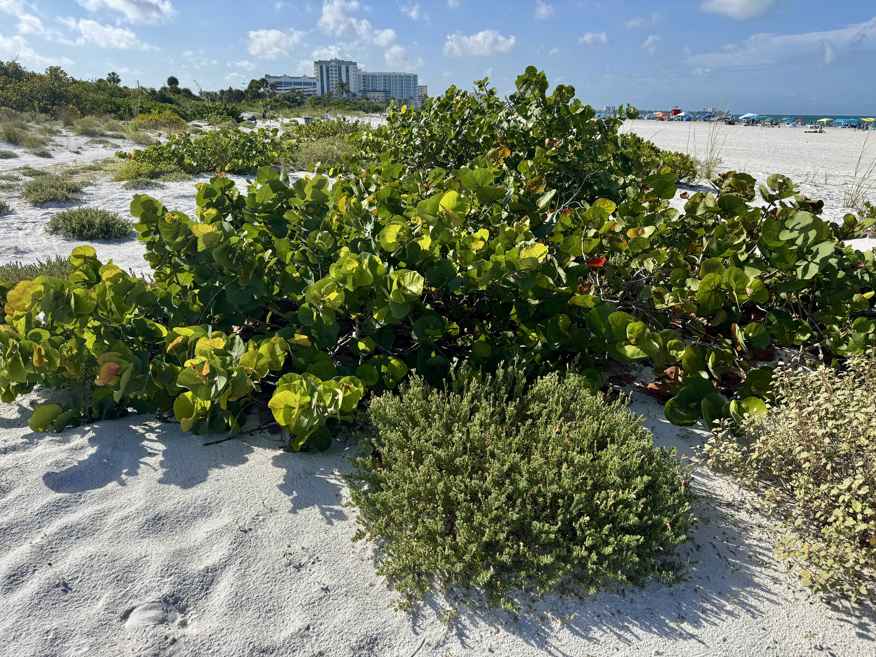 Lido beach - Sarasota 