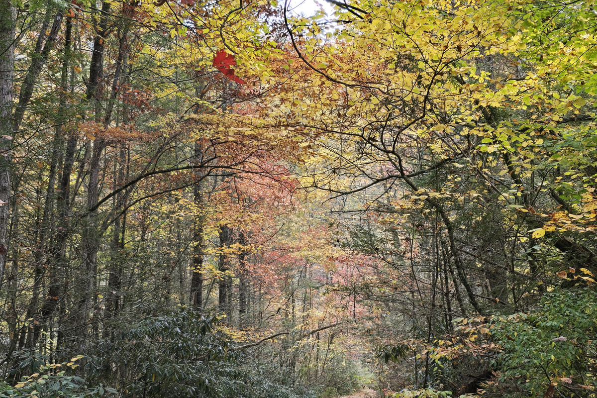 Come enjoy the beautiful Fall colors on the Virginia Creeper Trail, just one mile from The Oasis Abingdon, VA. Bring your bikes and park and charge in the security garage. Easy to load and unload from the driveway parking area.