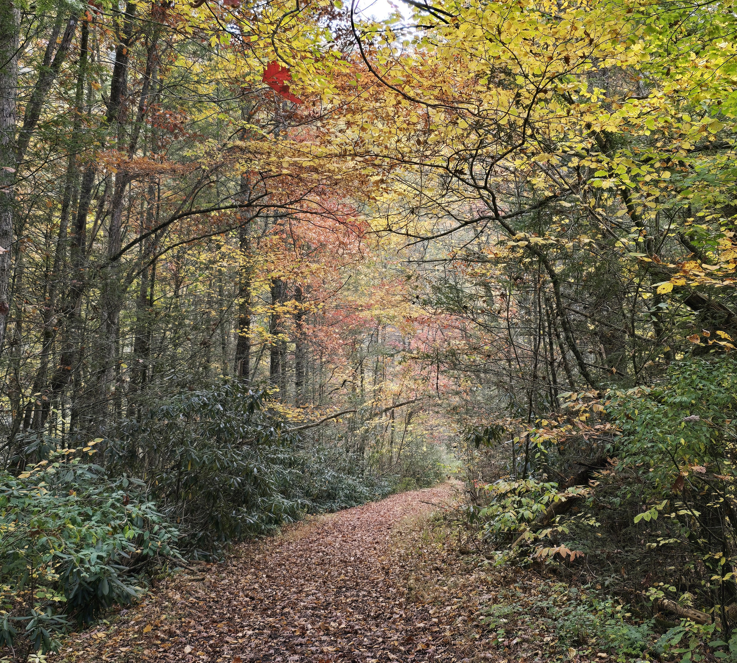 Come enjoy the beautiful Fall colors on the Virginia Creeper Trail, just one mile from The Oasis Abingdon, VA. Bring your bikes and park and charge in the security garage. Easy to load and unload from the driveway parking area.