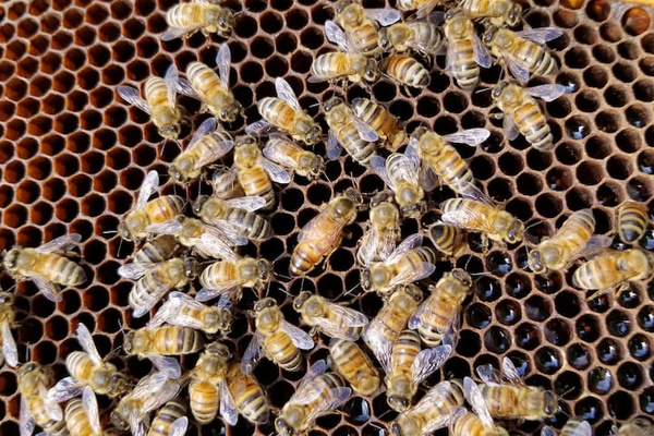 Bees in the hive 