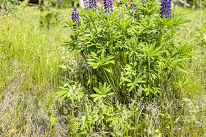 Beautiful garden in the property