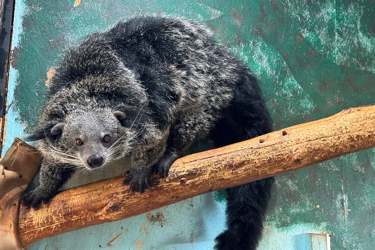 Discover fascinating animals like this binturong! Book your stay and explore the diverse wildlife that calls our zoo home.