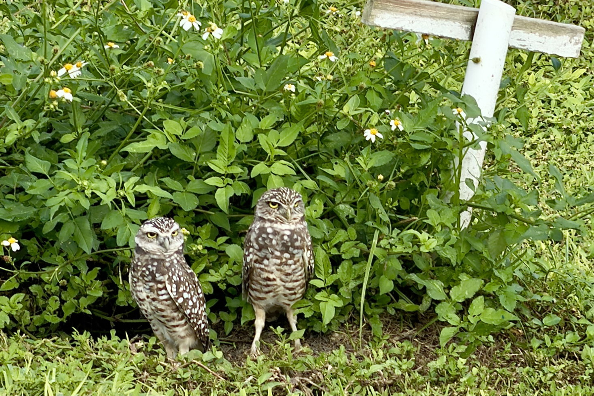 Meet our resident owls "Hootie" and "Tootsie" who live in the front yard.