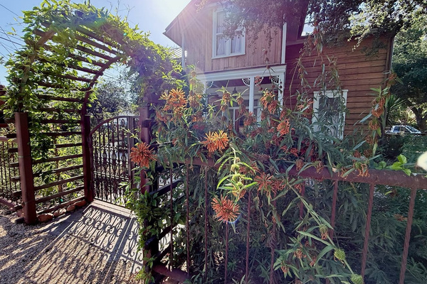 Enter through antique wrought-iron gates beneath a rambling trumpet-vine arbor. Native, drought-wise plantings soften the historic house and courtyard—a garden designed to grow wilder, richer and more beautiful with time.