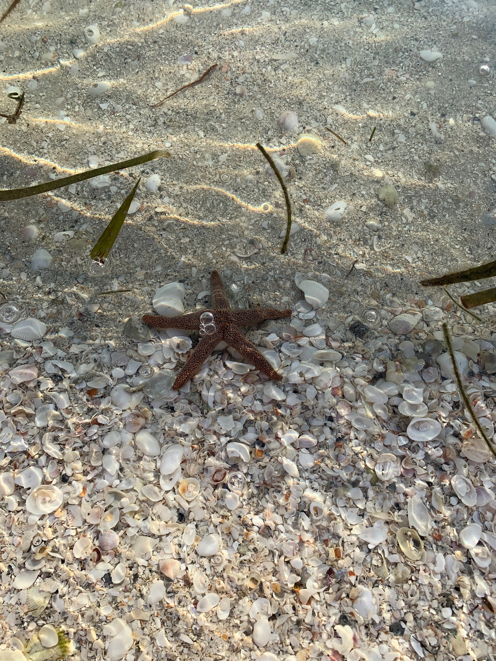 You'll also find starfish (this one was spotted on the east side of the airstrip)