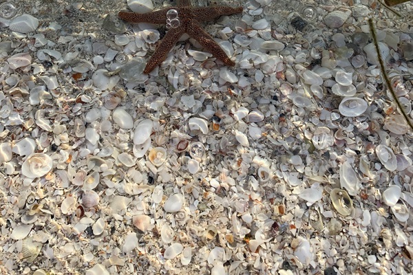 You'll also find starfish (this one was spotted on the east side of the airstrip)