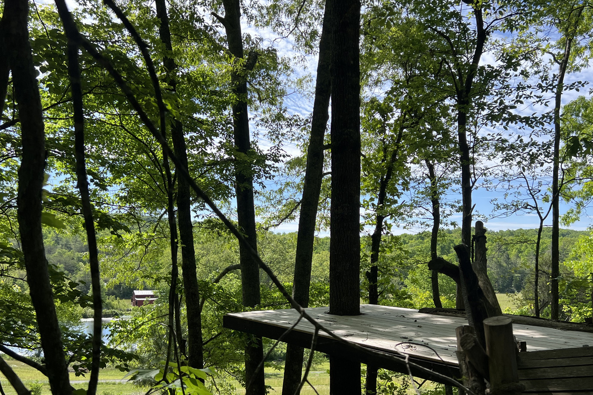Hang out in the trees in peace