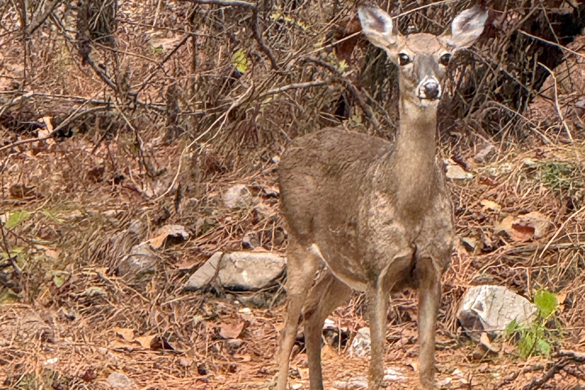 Morning visitors at our Cabin — the local deer love to stop by and say hello
