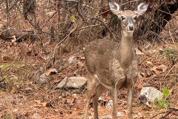 Morning visitors at our Cabin — the local deer love to stop by and say hello