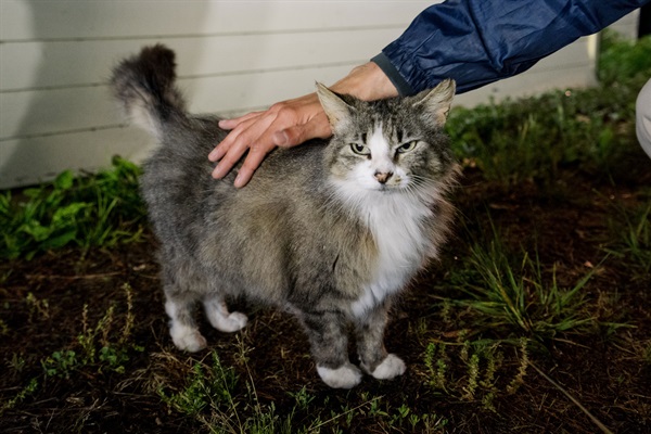 One of the cats that lives near the property "Porch Kitty"