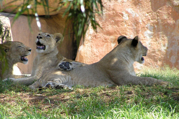 Yes, I heard the guests are going to the Safari Park. too!