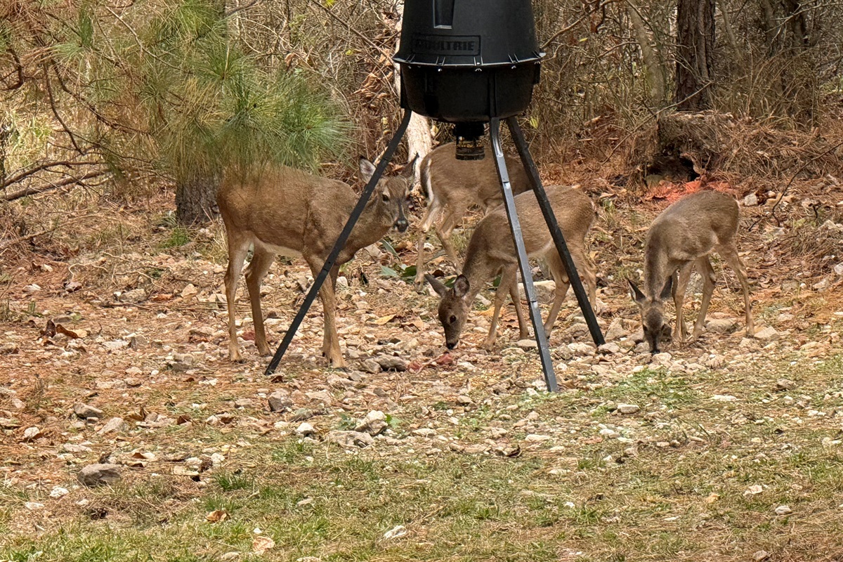 A little woodland gathering at the feeder — one of the peaceful perks of staying at our place