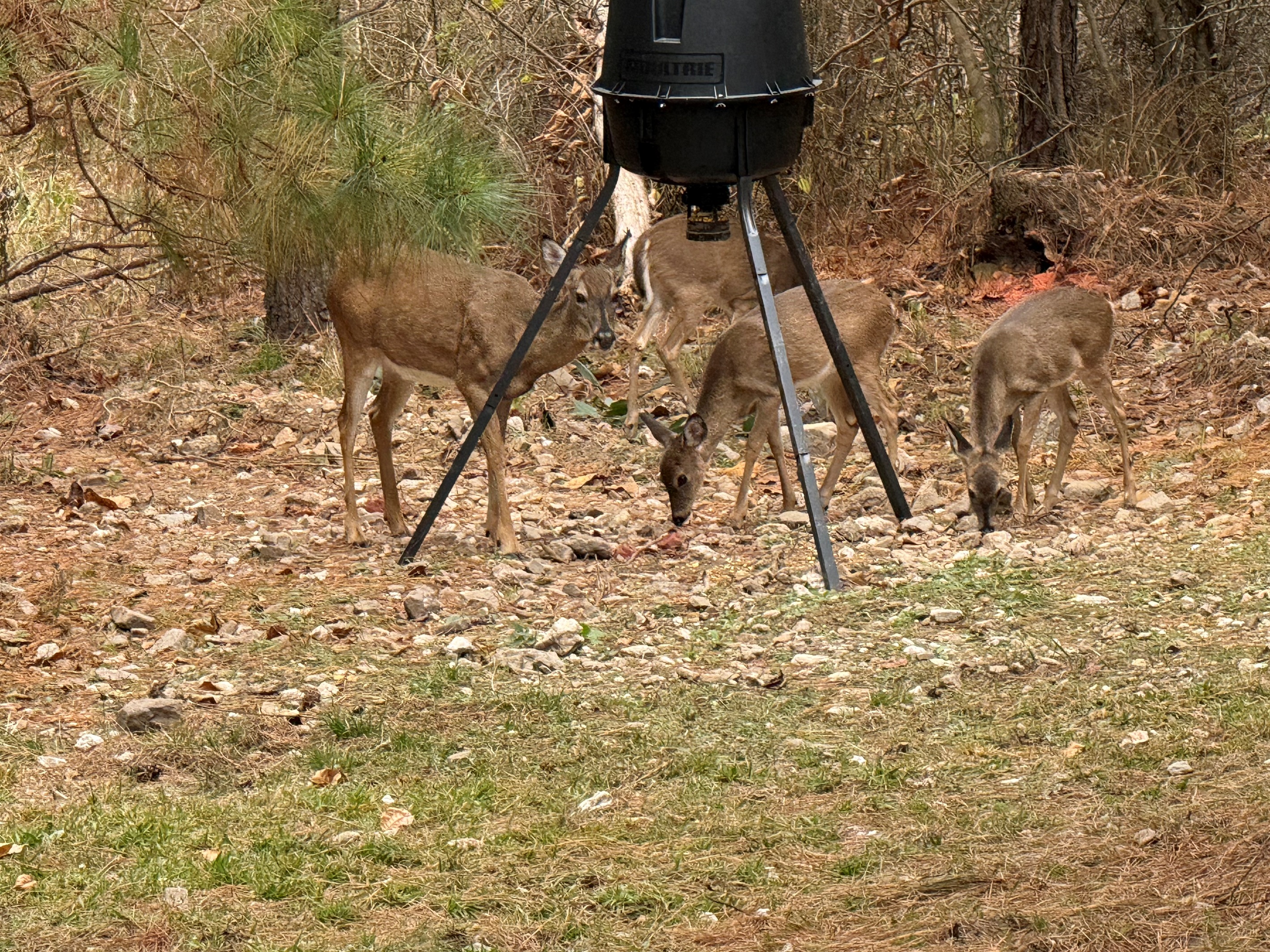 A little woodland gathering at the feeder — one of the peaceful perks of staying at our place