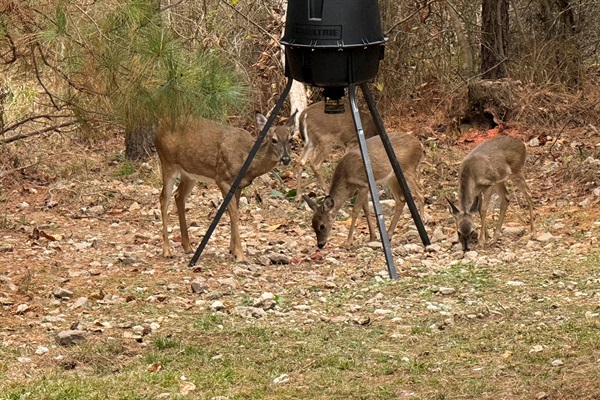 A little woodland gathering at the feeder — one of the peaceful perks of staying at our place