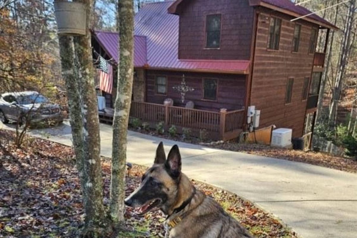 Maligator enjoying the leaves at Cozy Escape Cabin