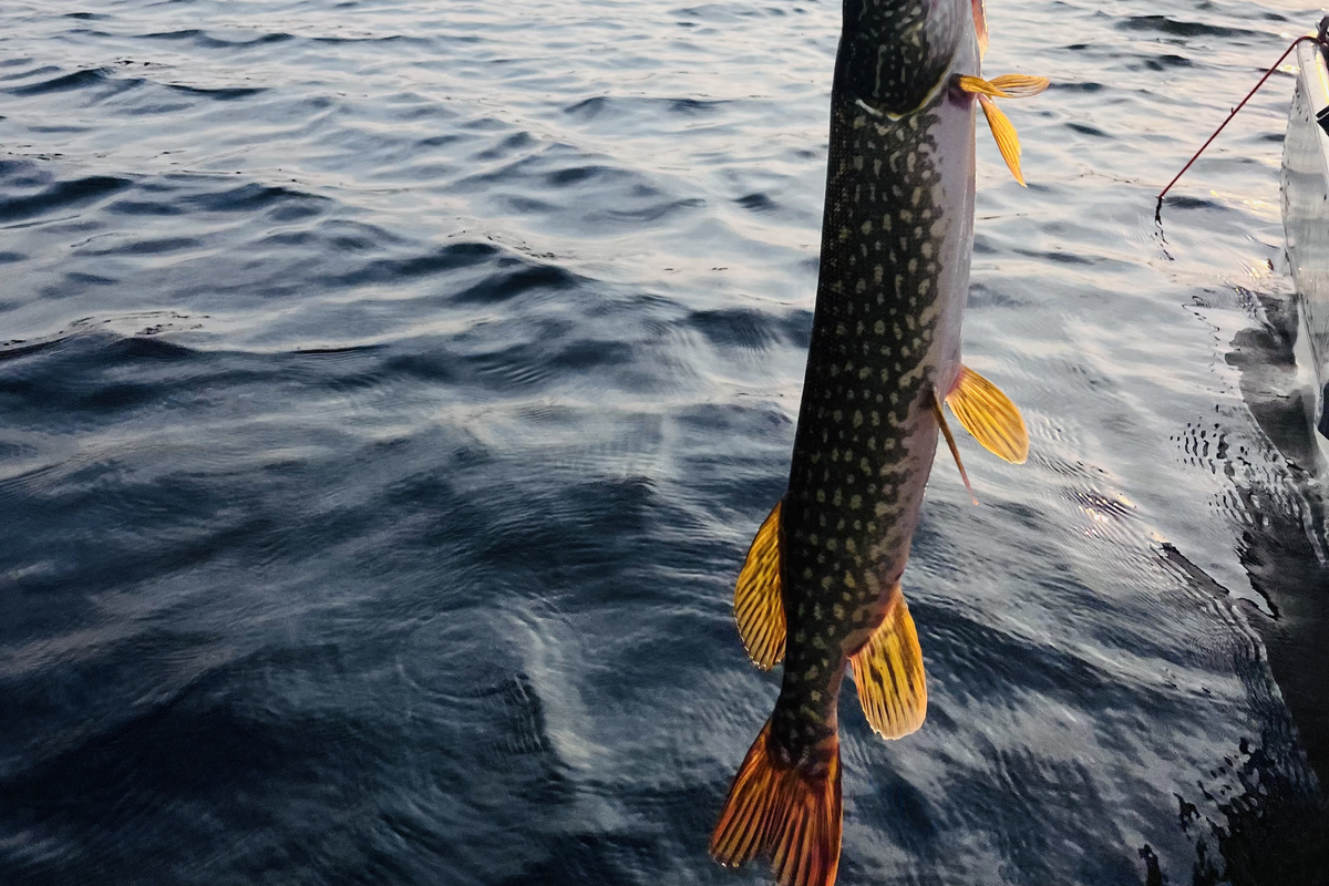 The fishing is great!