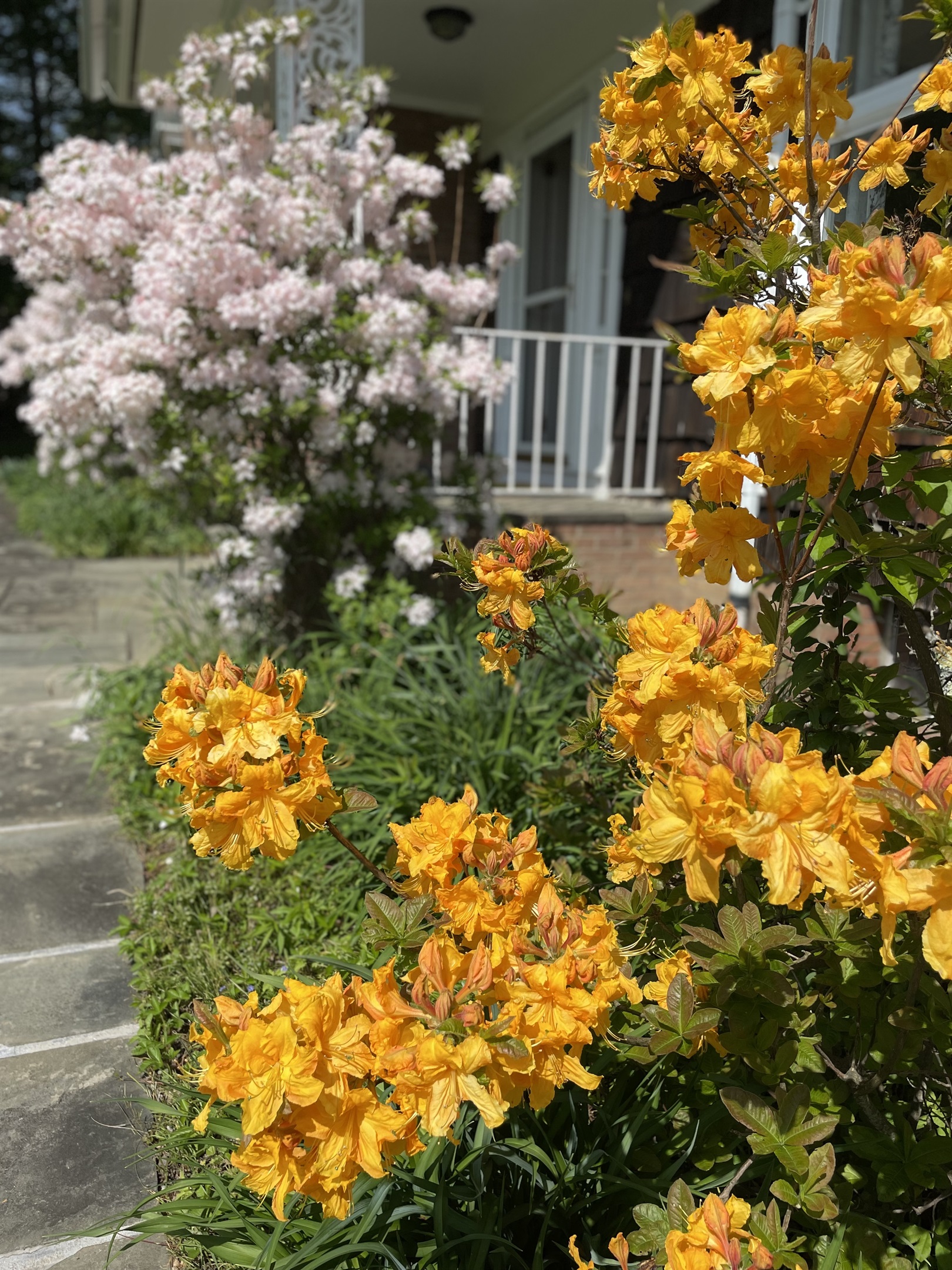 Early summer beauty