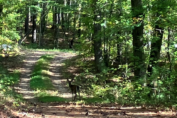 View from the front porch, deer crossing the driveway.
