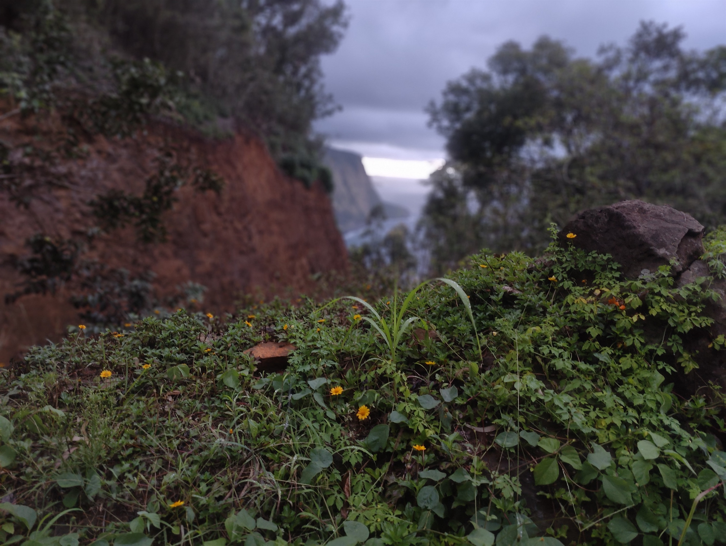 Drive less than 2 hrs to the Waipio Valley Lookout to get a feel of lost world.