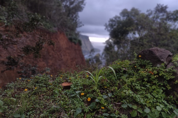 Drive less than 2 hrs to the Waipio Valley Lookout to get a feel of lost world.