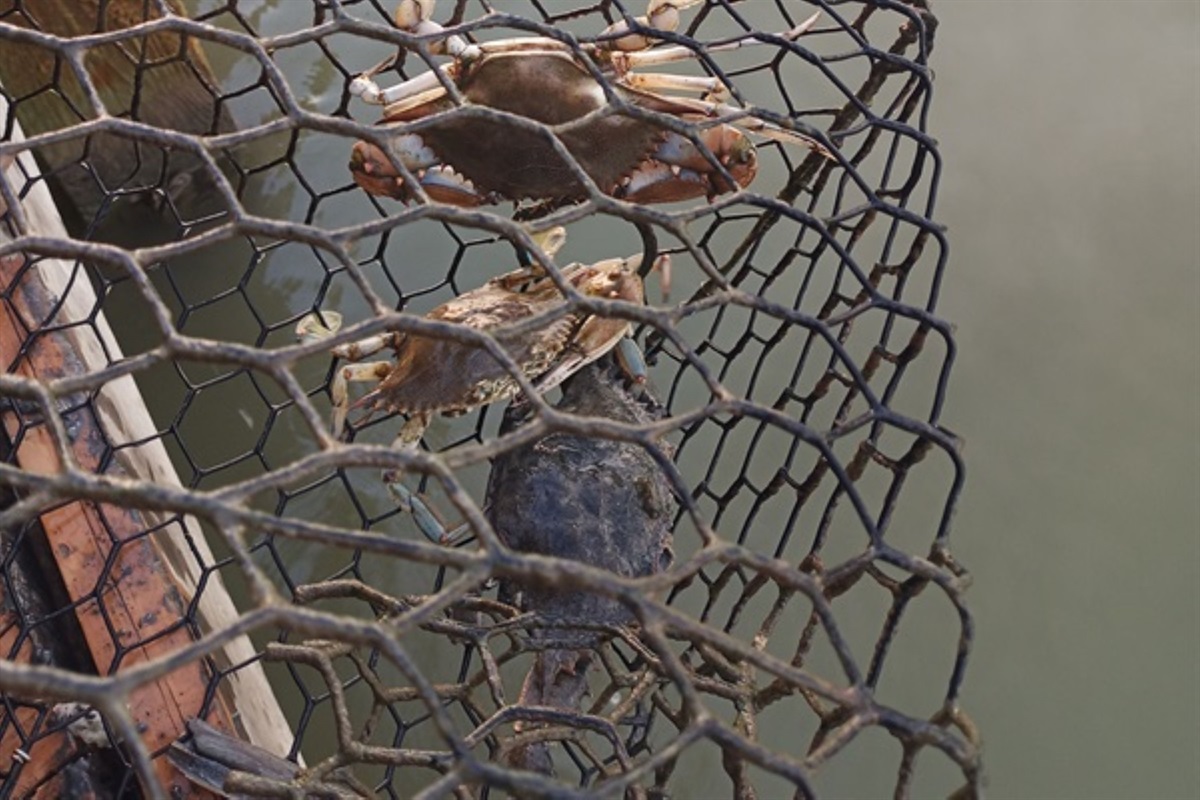 Crab trap onsite!