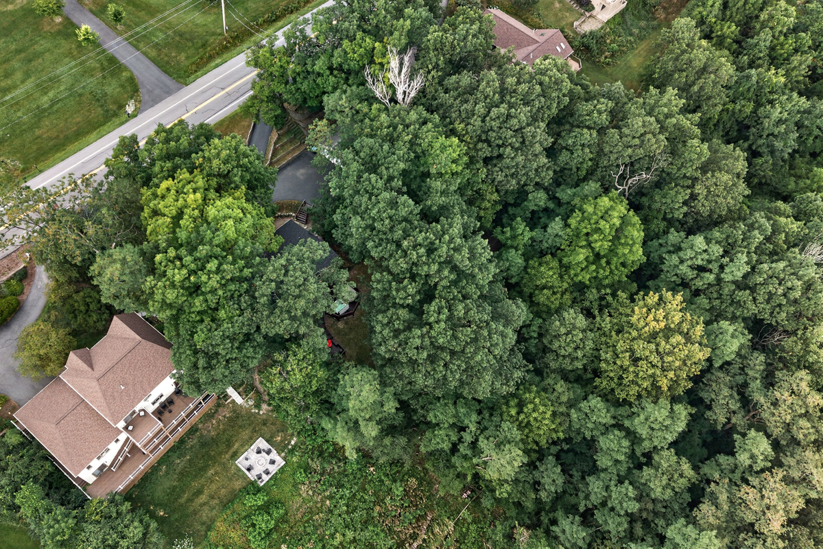 Home surrounded by dense trees