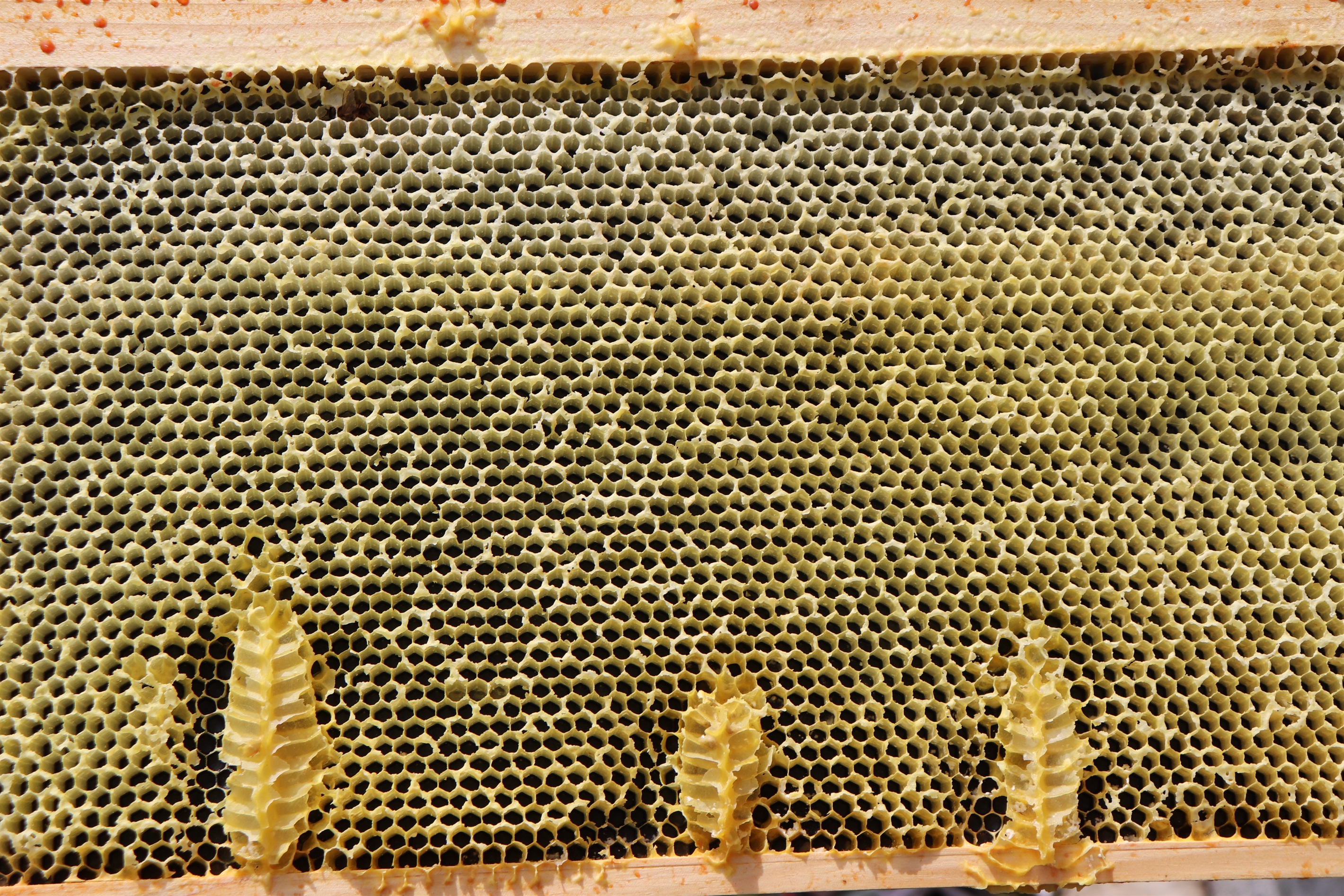 Honeybee Hive Frame