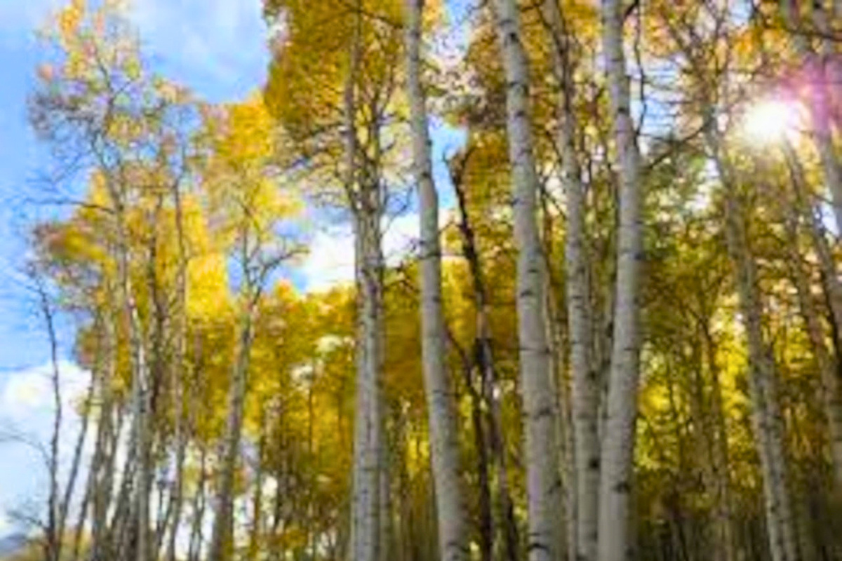 In the fall, you'll be surrounded by breathtaking orange, yellow, and red leaves.