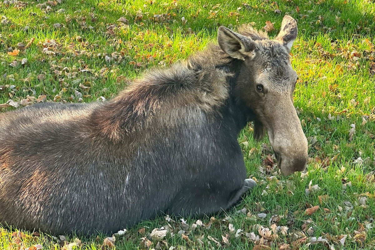 Moose at house in yard. Stay clear! Or close the 3 gates to keep animals from entering property.  Property is enclosed by 6 foot metal fence.