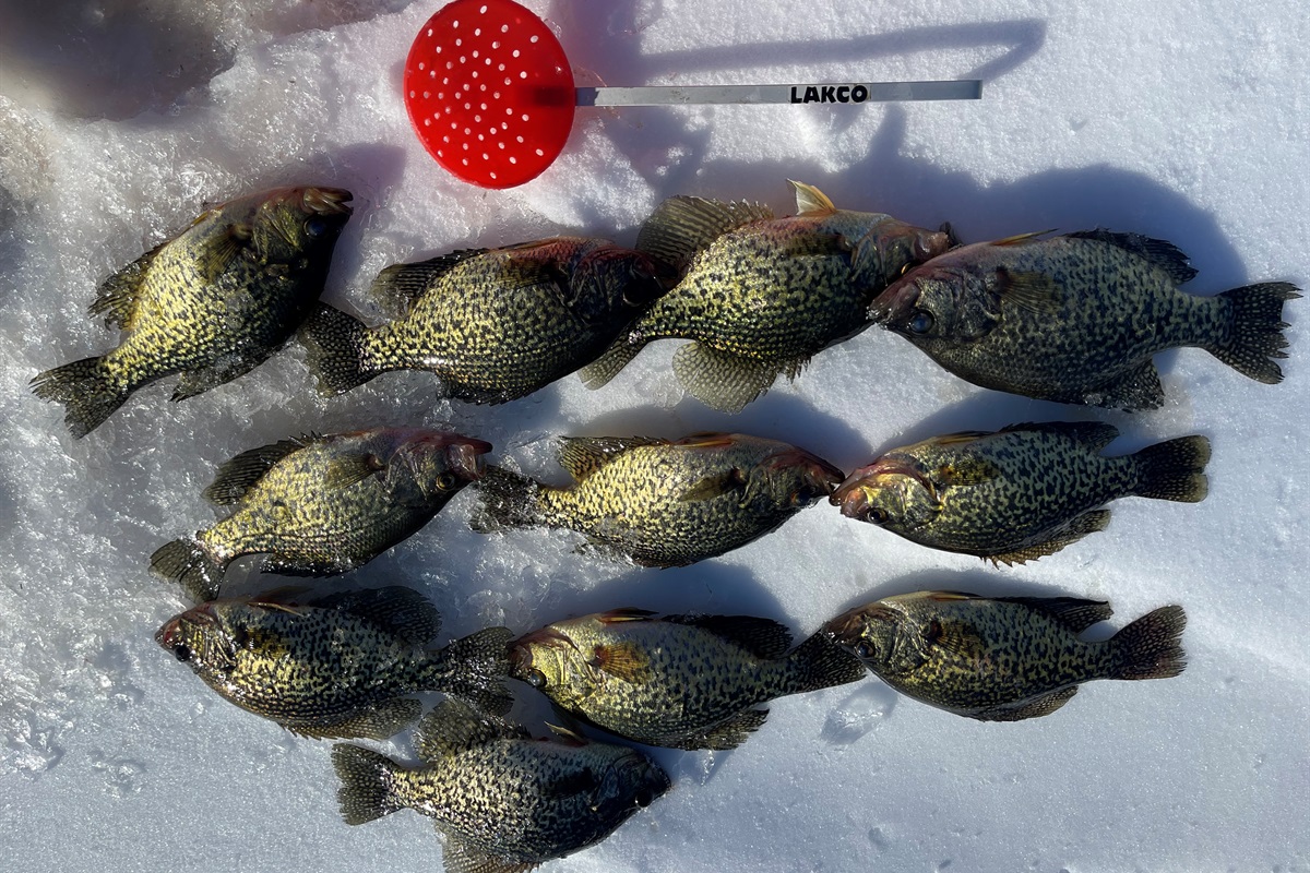 Great Ice Fishing