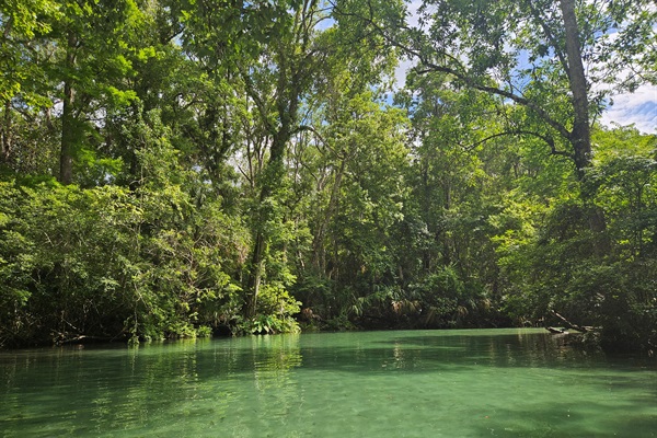 Weeki Mermaid Retreat is located on one of the beautiful canals of the Weeki Wachee River!  The river is absolutely beautiful!