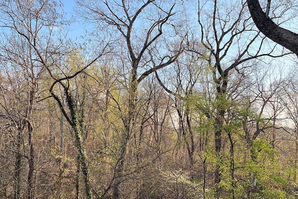 View from the window of the apartment in very early spring.