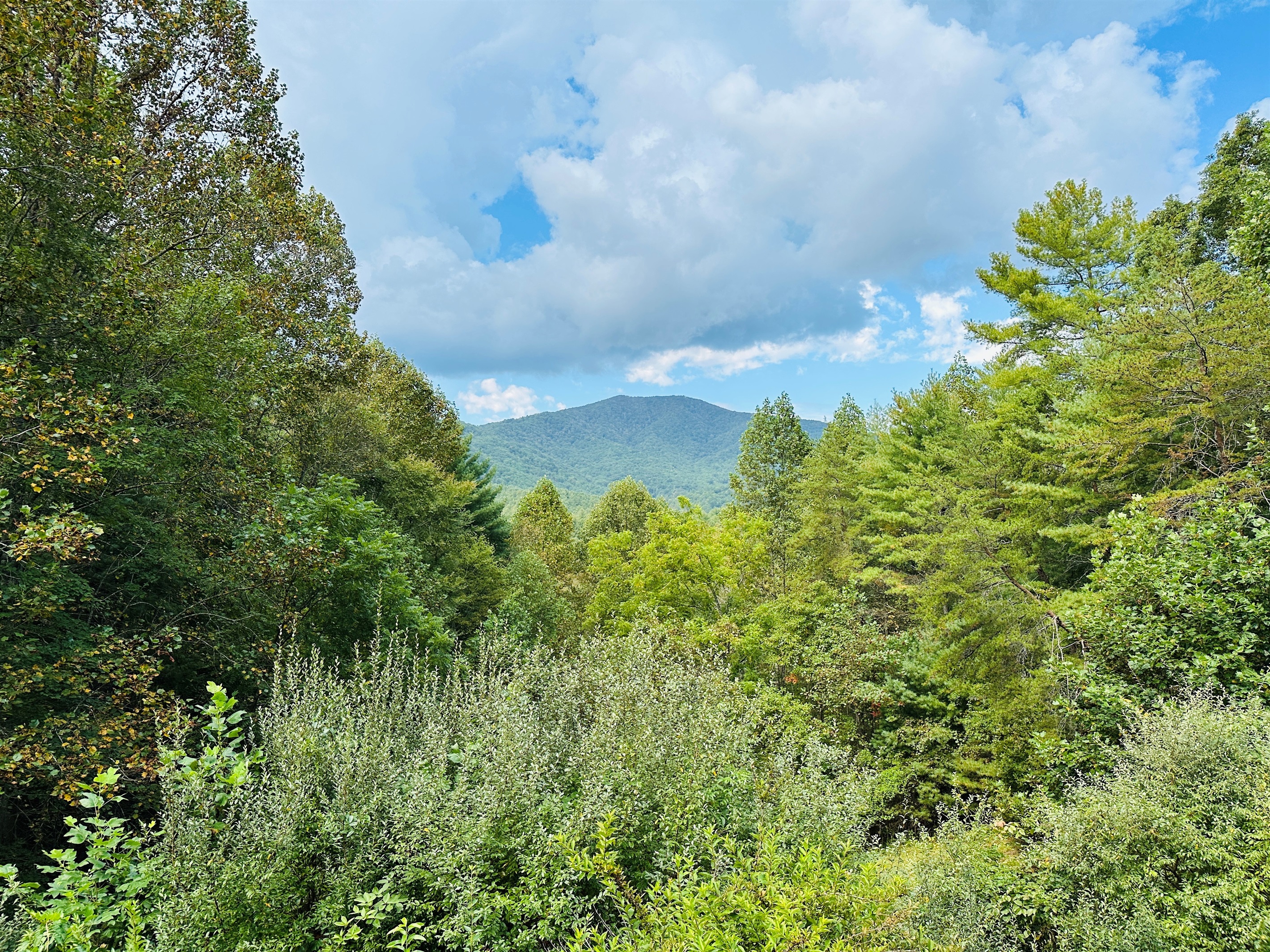 View of majestic Bluff Mountain from the back porch