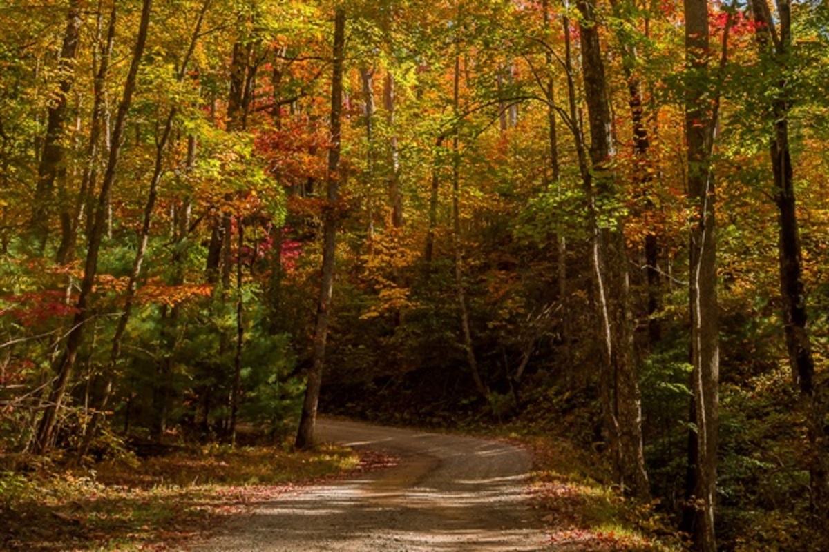 Immerse yourself in the beauty of the Smokies as fall colors surround the cabin in every direction.