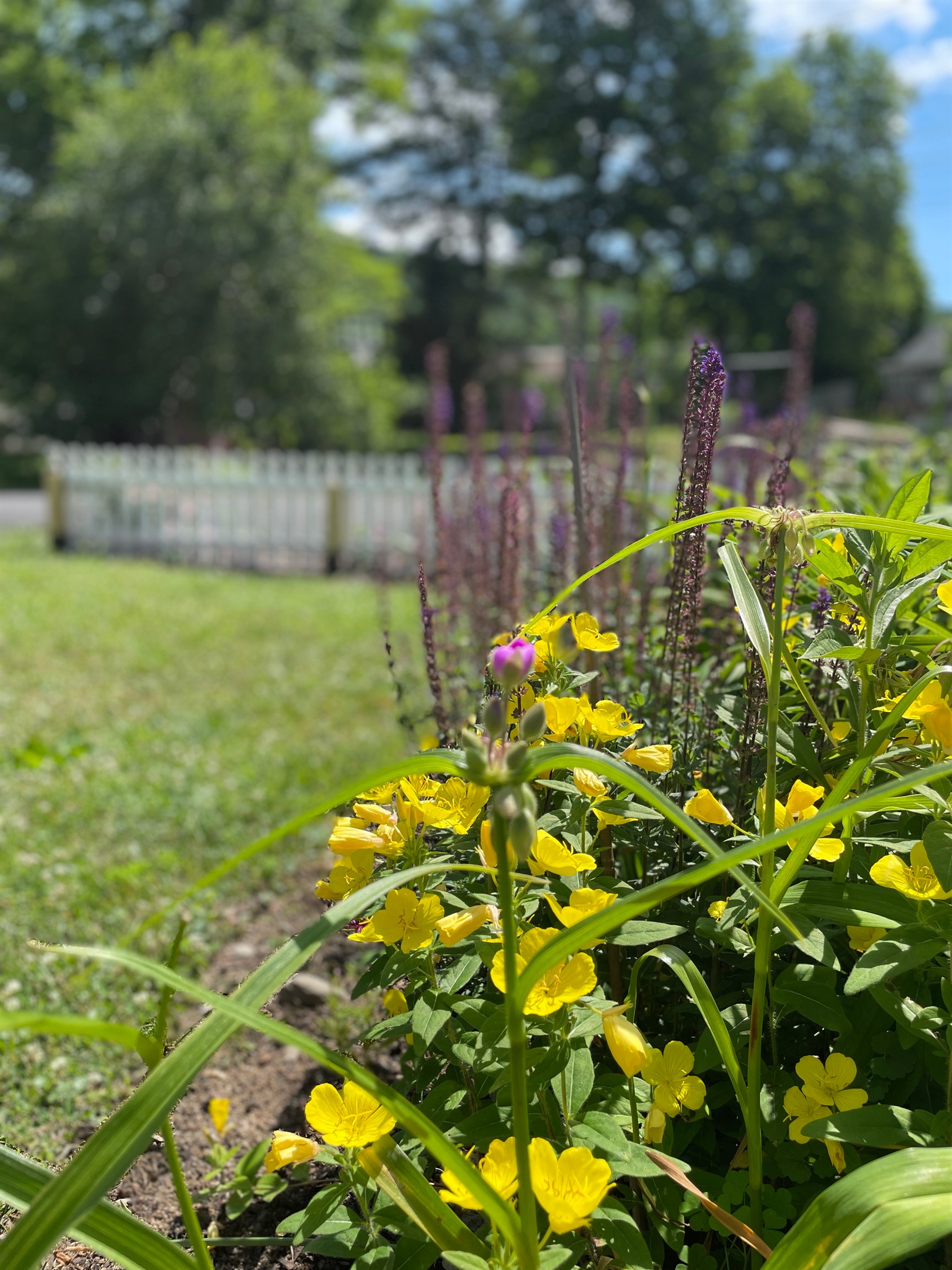 Blooming flowers