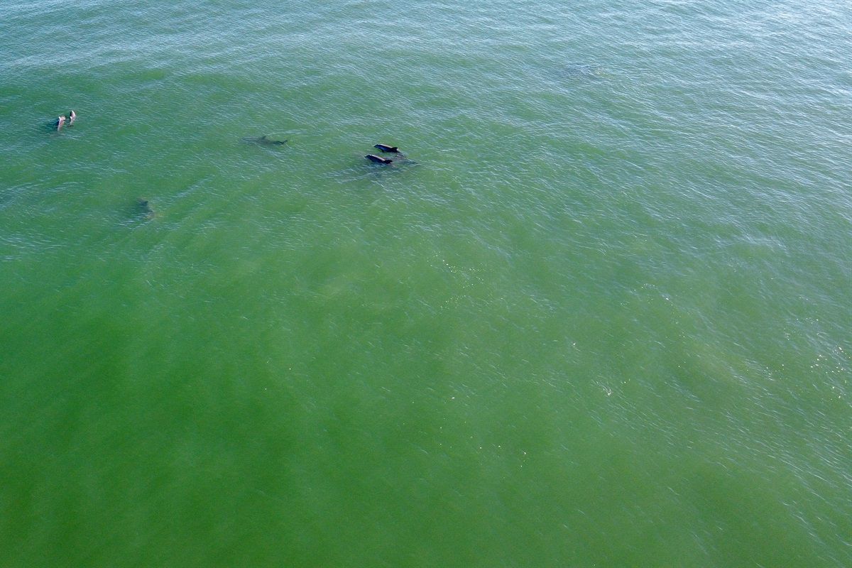 Dolphins seen from the balcony