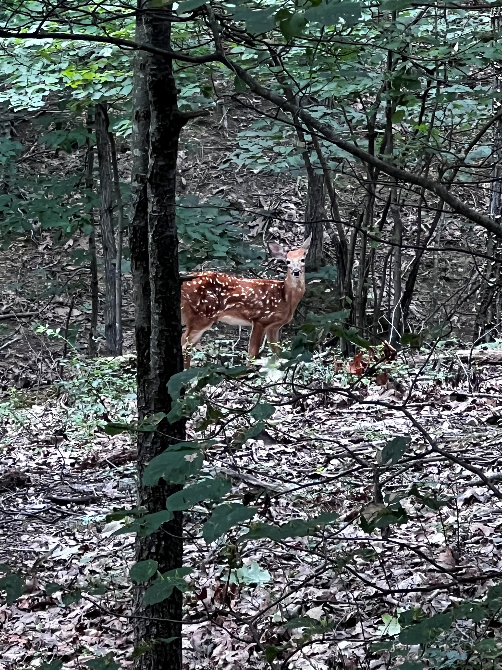Oh deer, what a view!