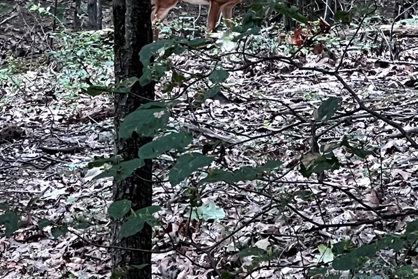 Oh deer, what a view!