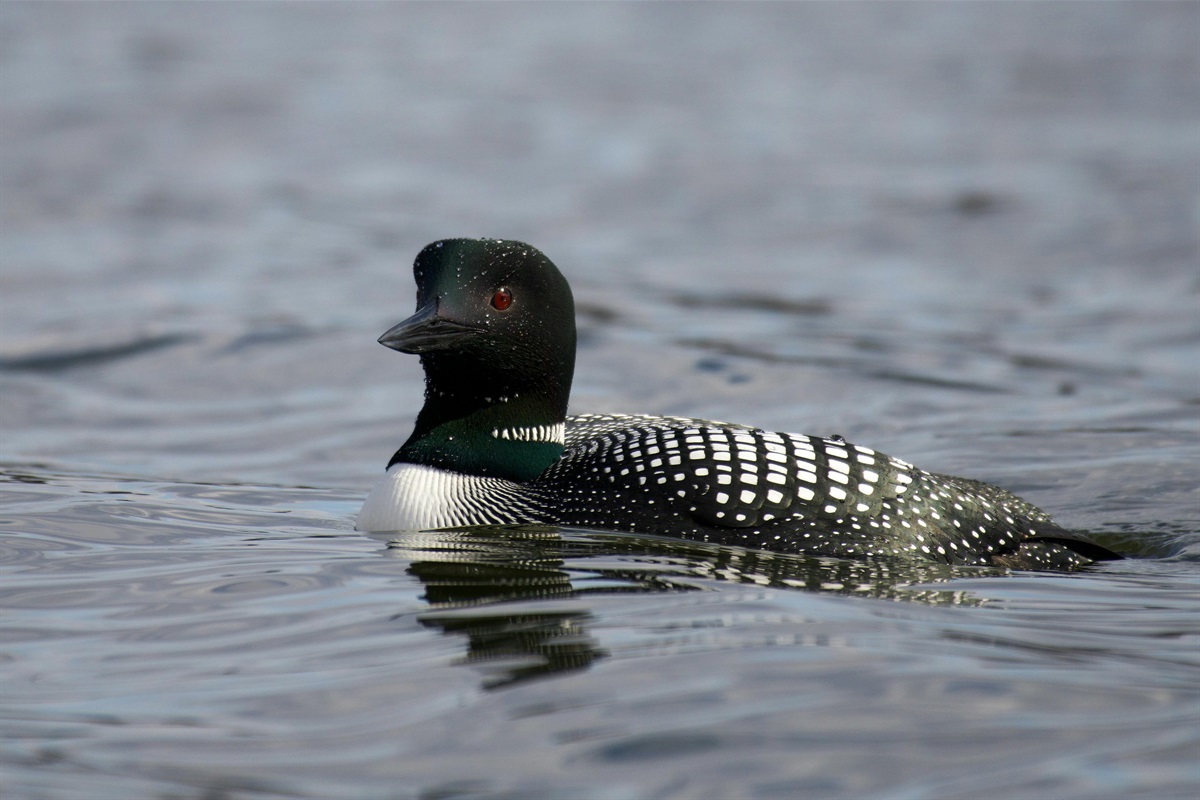 Listen at Dawn and Dusk for Loons